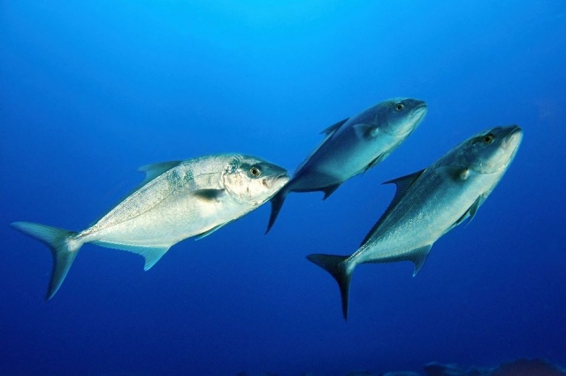  fish photo 
